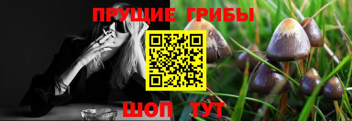 Прокопьевск  Галлюциногенные грибы Psilocybine cubensis  Вход с VPN 